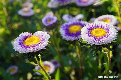 在花盆和院子里种翠菊,被誉为 格桑花 的植物,花朵多又好养